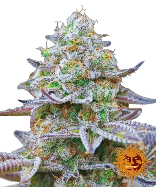 Gorilla Z – Produktansicht