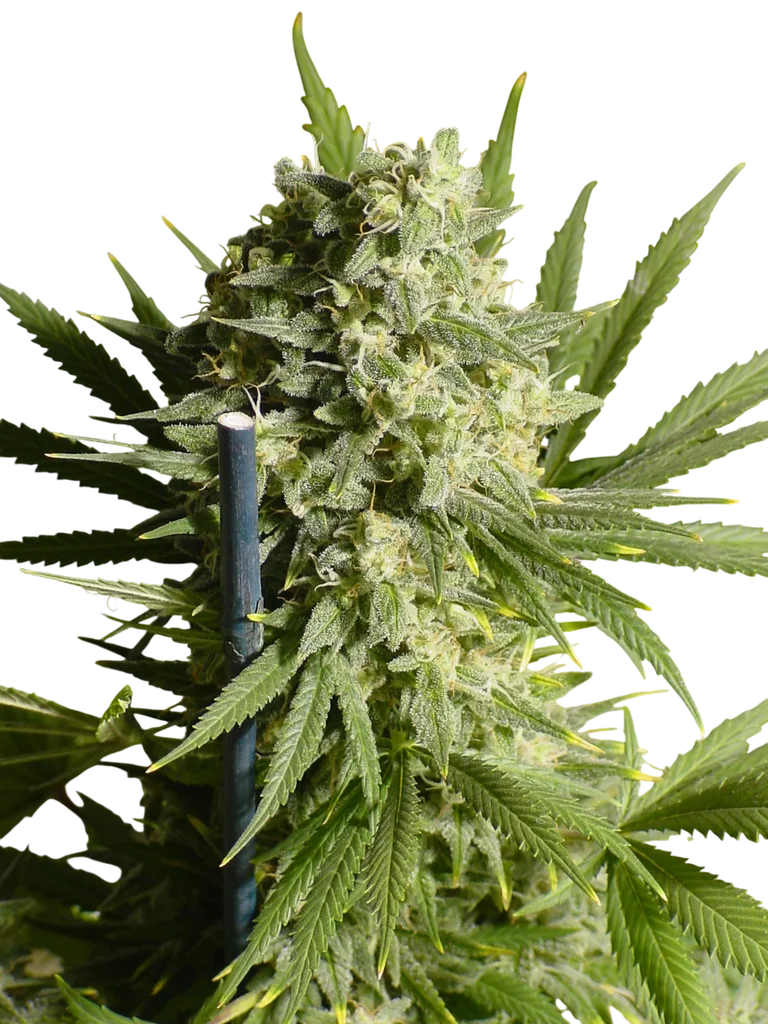 Double Dutch | PHOTOREG | Serious Seeds