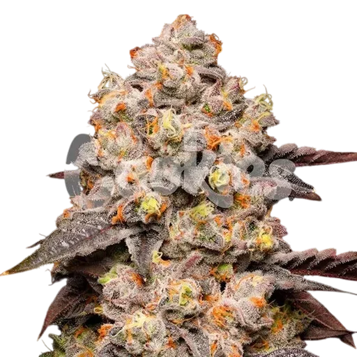 Dried Fruit