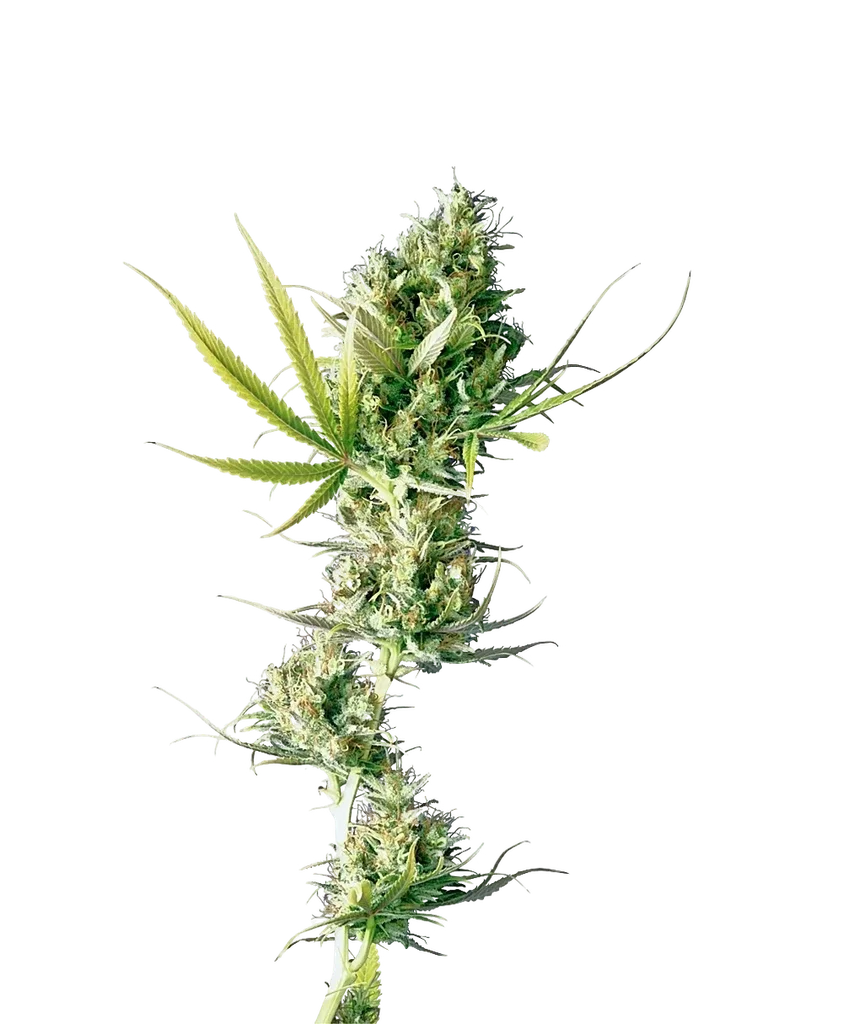 Durban – Produktansicht