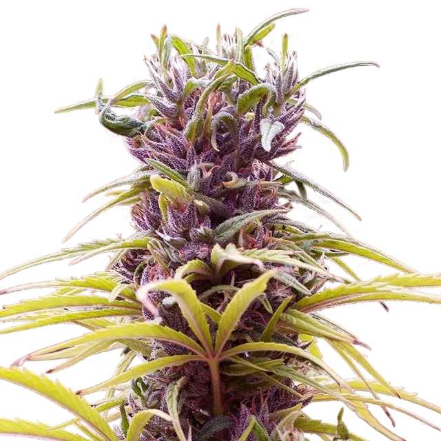Durban Poison | PHOTOFEM | Nirvana Seeds