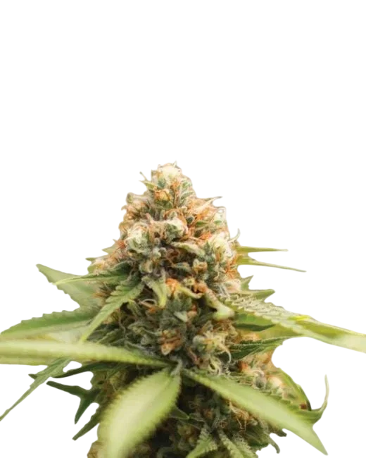Durban Poison – Produktansicht