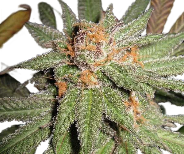 Dynamite OG – Produktansicht