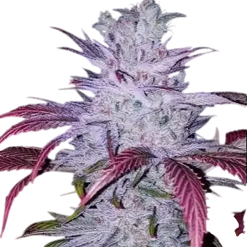 Early Lemon Berry RBX | PHOTOFEM | Ethos Genetics