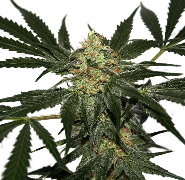 Early Queen x Afghan Haze (Early Haze) | PHOTOREG | Mr. Nice Seedbank
