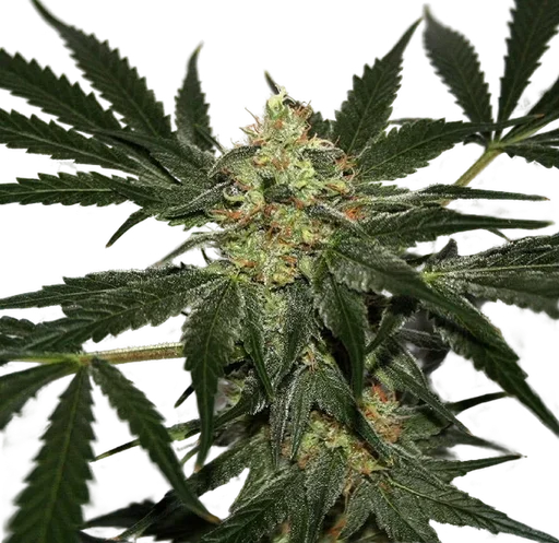 Early Haze