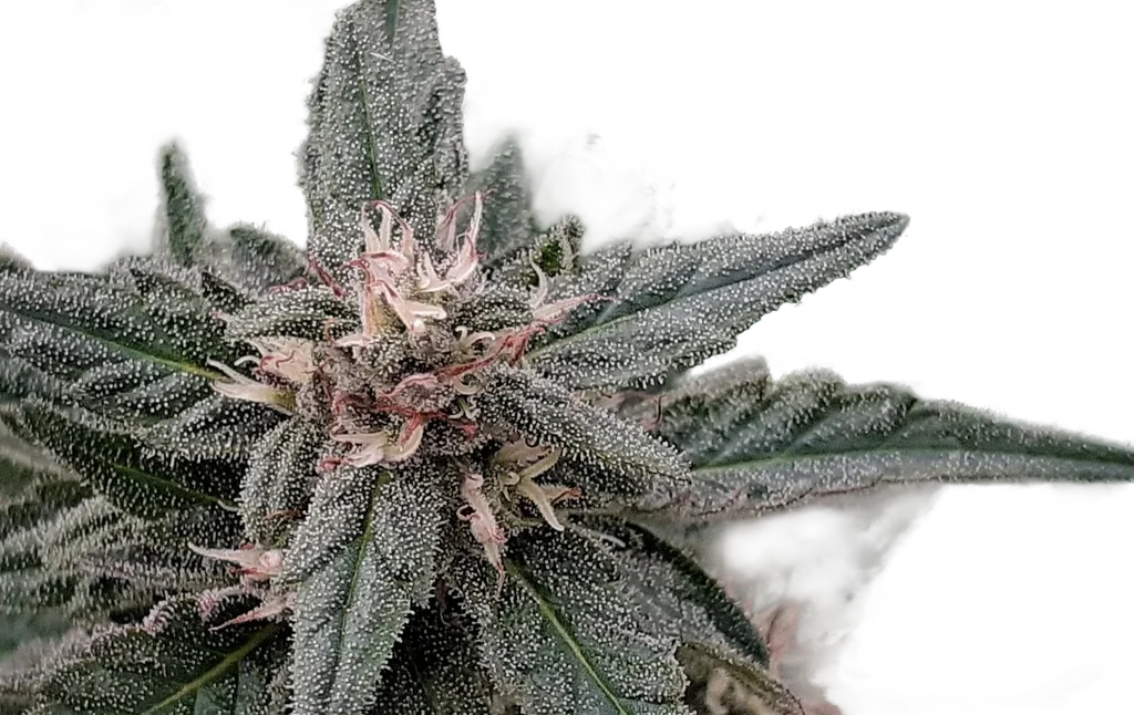 Early Sativa – Produktansicht
