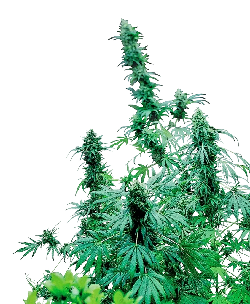 Early Skunk – Produktansicht