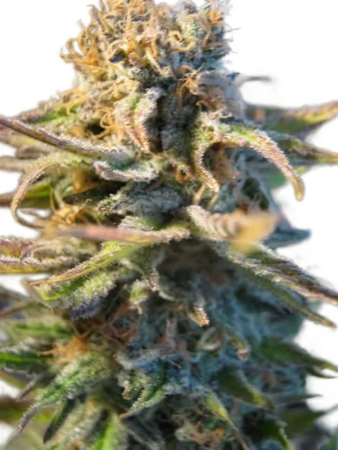Early Skunk – Produktansicht