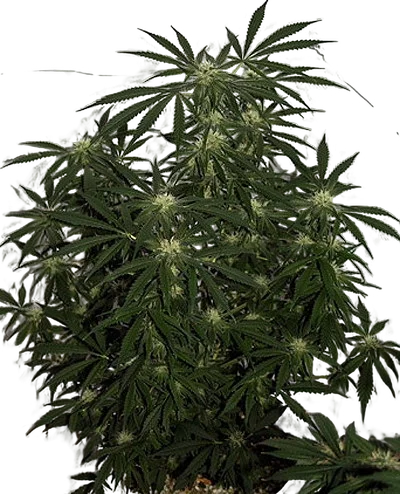 Early Skunk Haze