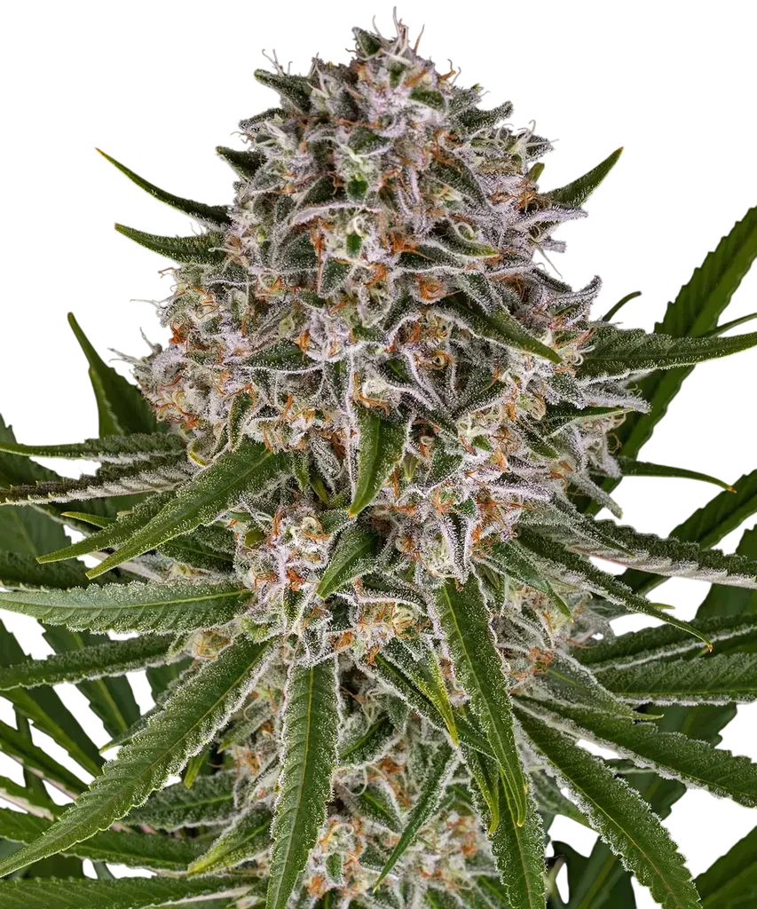 Lemon Haze Auto – Produktansicht