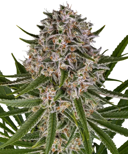 Lemon Haze