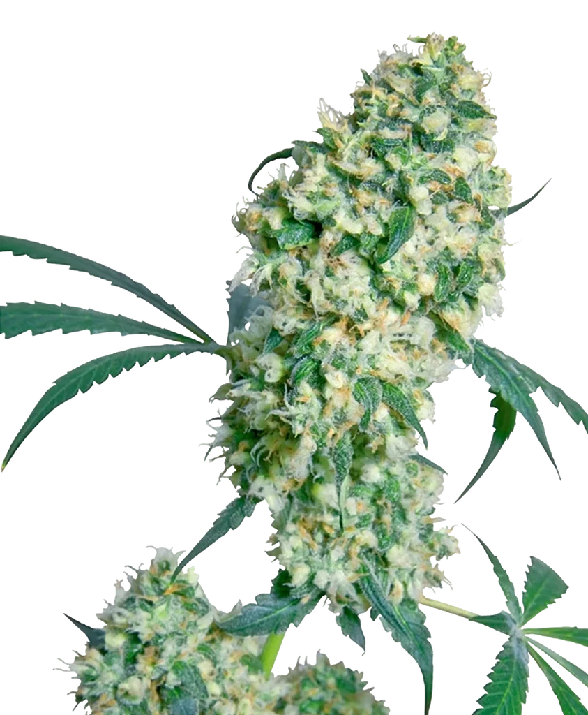 Ed Rosenthal Superbud – Produktansicht