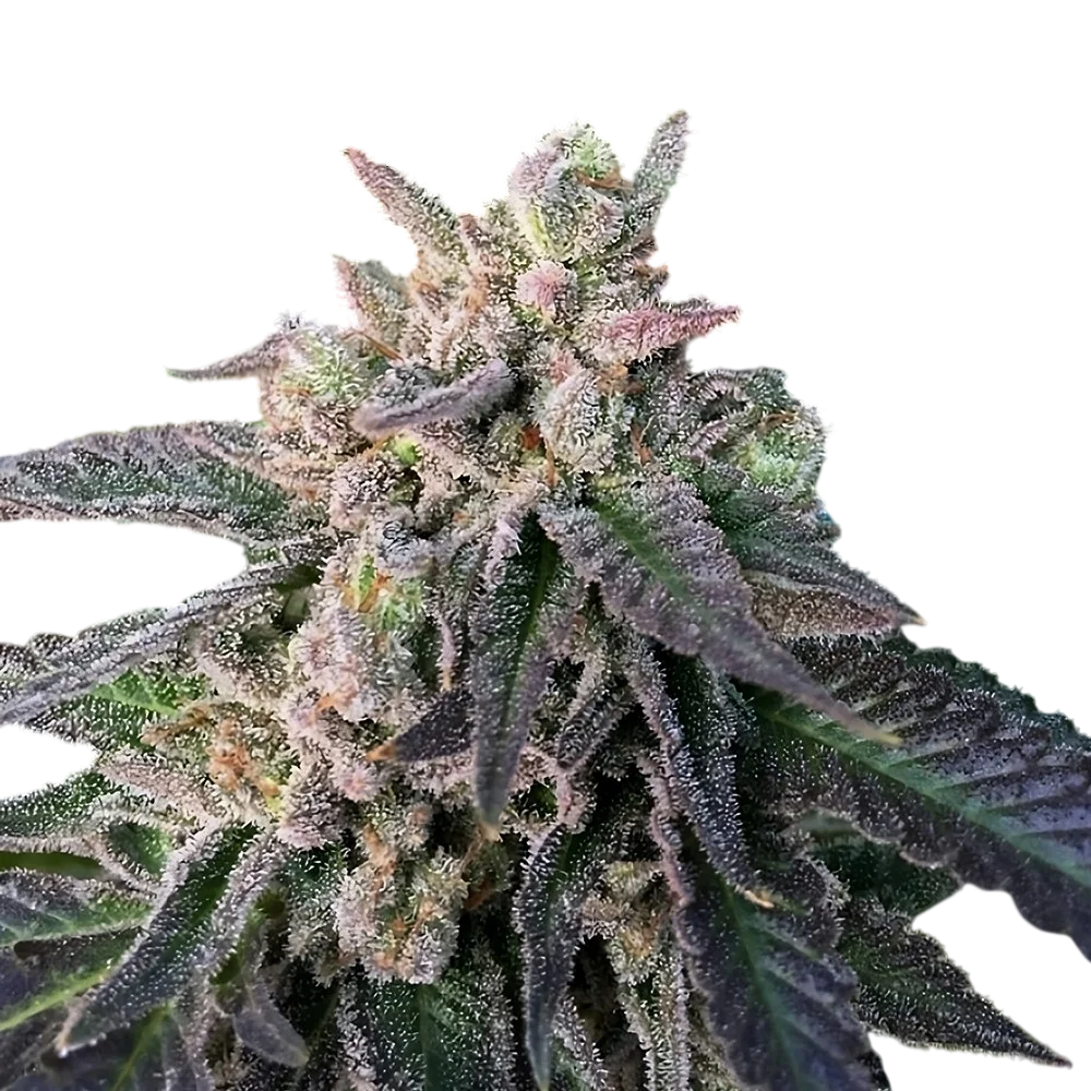 Elon’s X | PHOTOREG | DNA Genetics