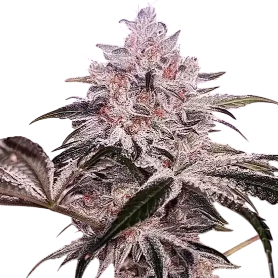 Ethos Apex R1 | PHOTOFEM | Ethos Genetics