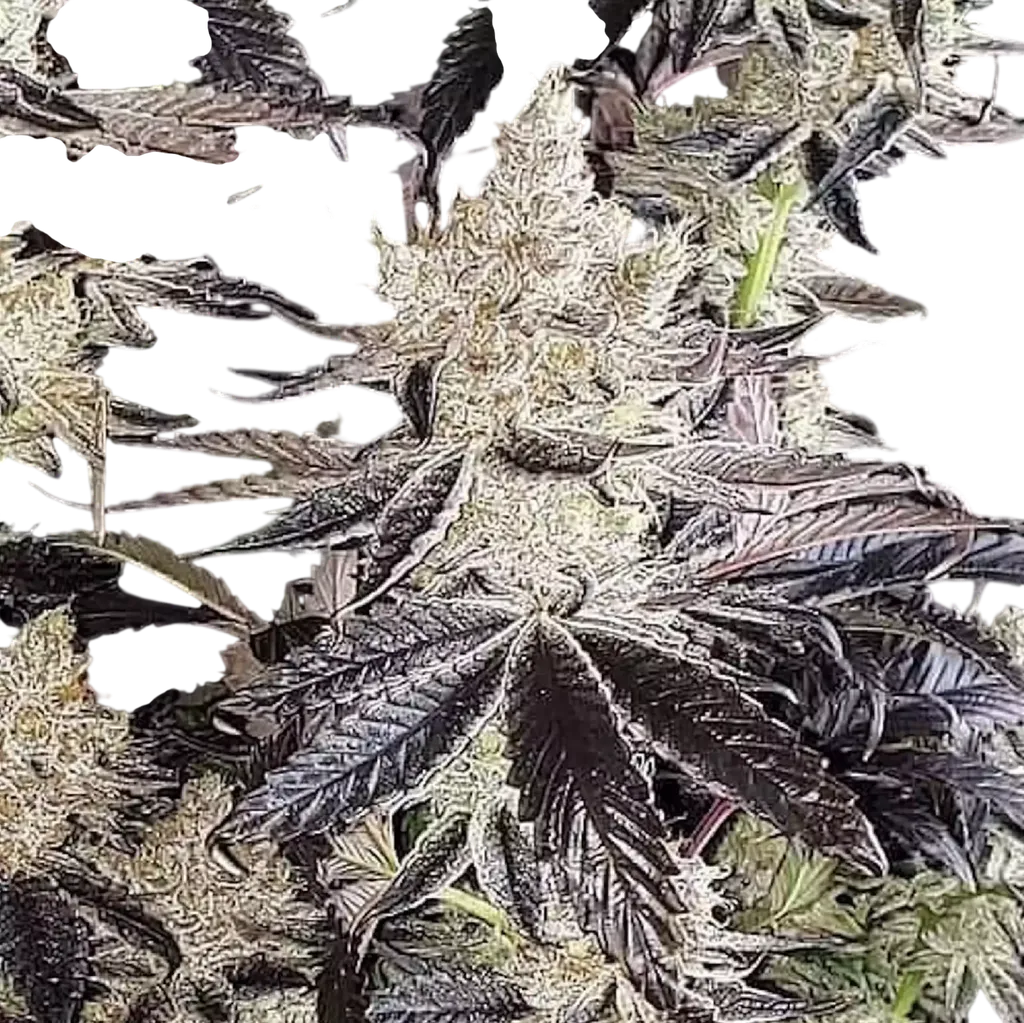 Ethos Cookies R2 | PHOTOFEM | Ethos Genetics