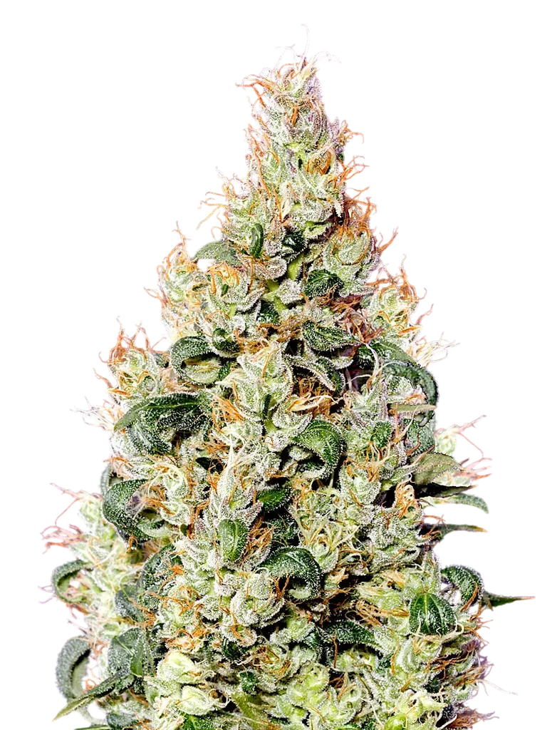 Exodus Cheese CBD Auto – Produktansicht