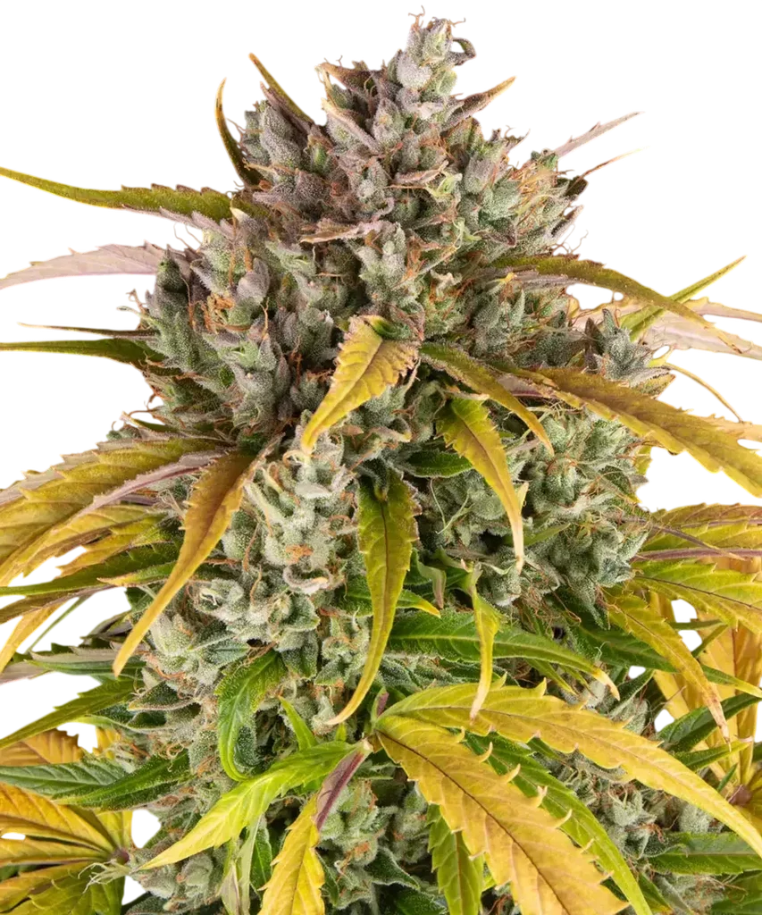 LSD Auto – Produktansicht