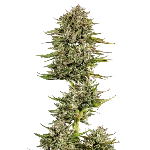 Face Gas Auto