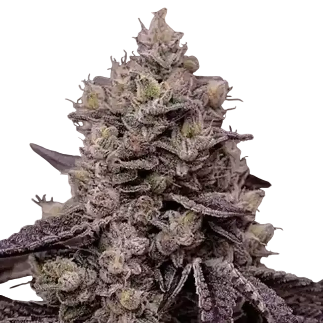 Fanta Sea RBX | PHOTOFEM | Ethos Genetics