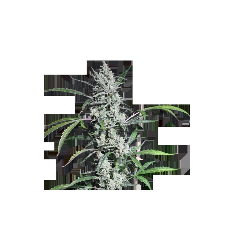 Fat Petes Cookies Auto – Produktansicht