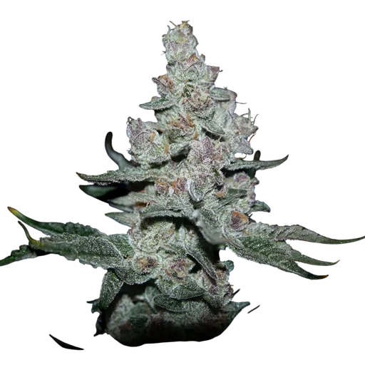 Fire n Ice