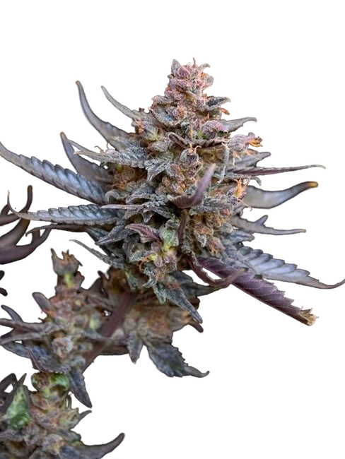 Flo – Produktansicht