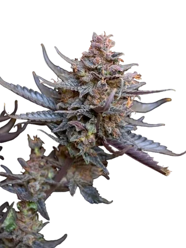Flo