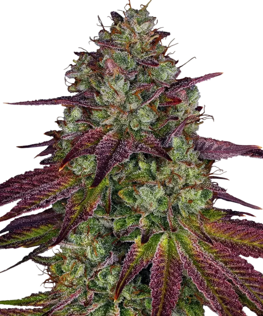 Mimosa EVO – Produktansicht