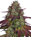 Mimosa EVO | PHOTOFEM | Barneys Farm