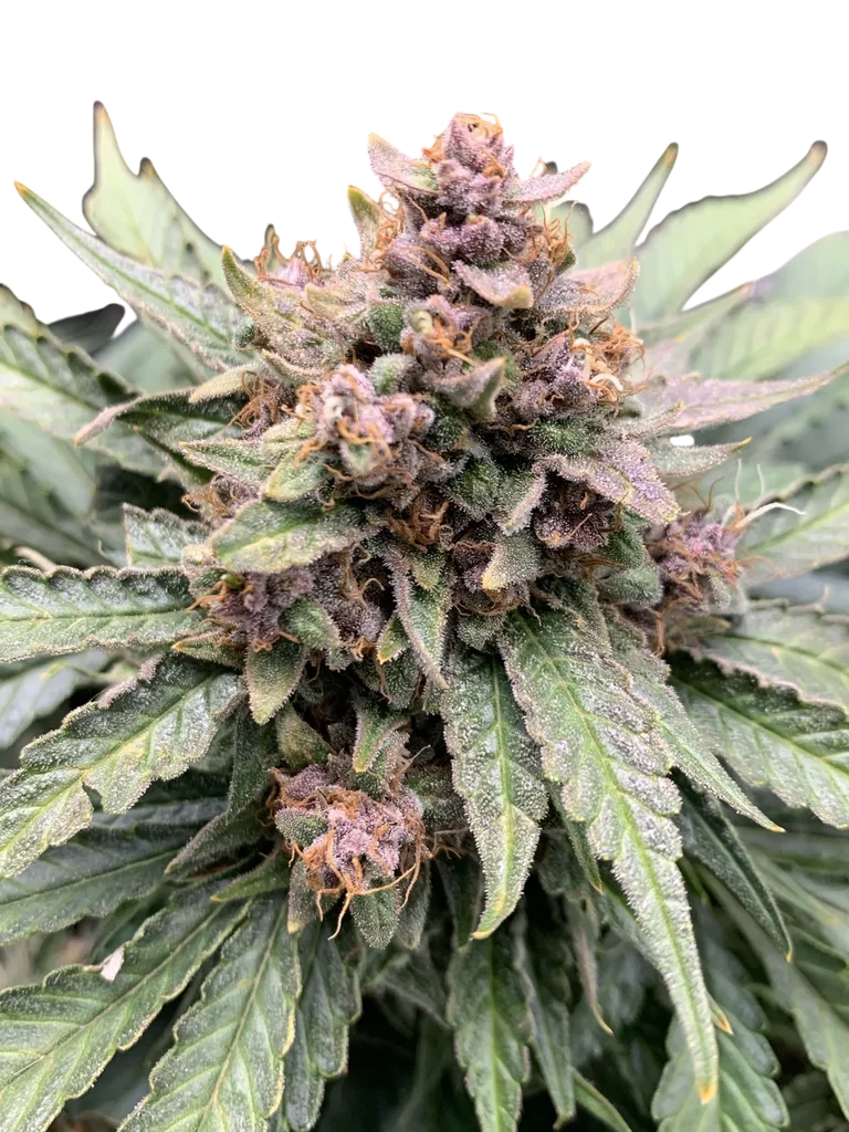 Forgotten Strawberries Auto – Produktansicht