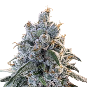 Frosted Guava Auto