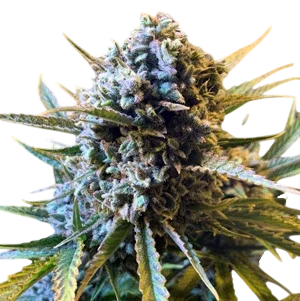 Frosted Watermelon Auto – Produktansicht