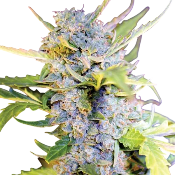 Fro-Yo Auto | AUTOFEM | G13 Labs