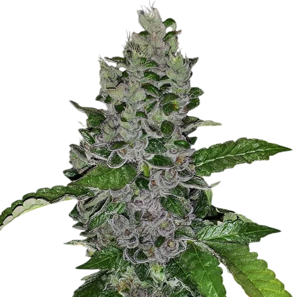 Frozen Afghan Mintz | PHOTOFEM | G13 Labs