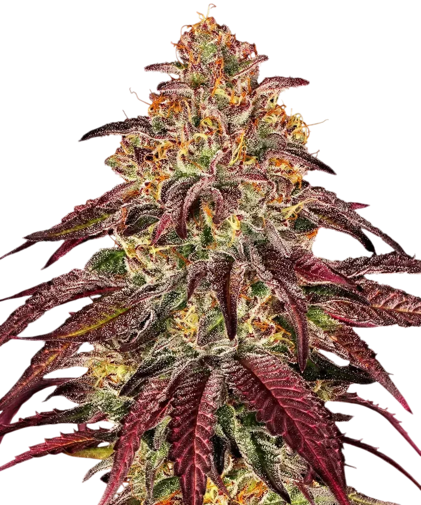 Mimosa x Orange Punch Auto | AUTOFEM | Barneys Farm