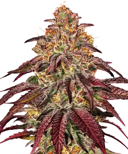 Mimosa x Orange Punch Auto | AUTOFEM | Barneys Farm