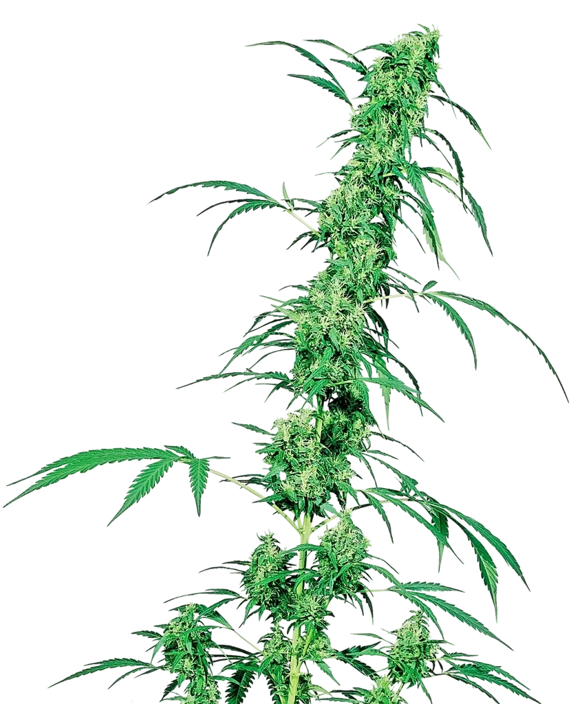 Fruity Juice – Produktansicht