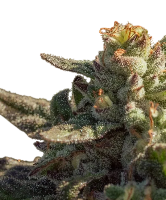 Fuegisima Fast – Produktansicht
