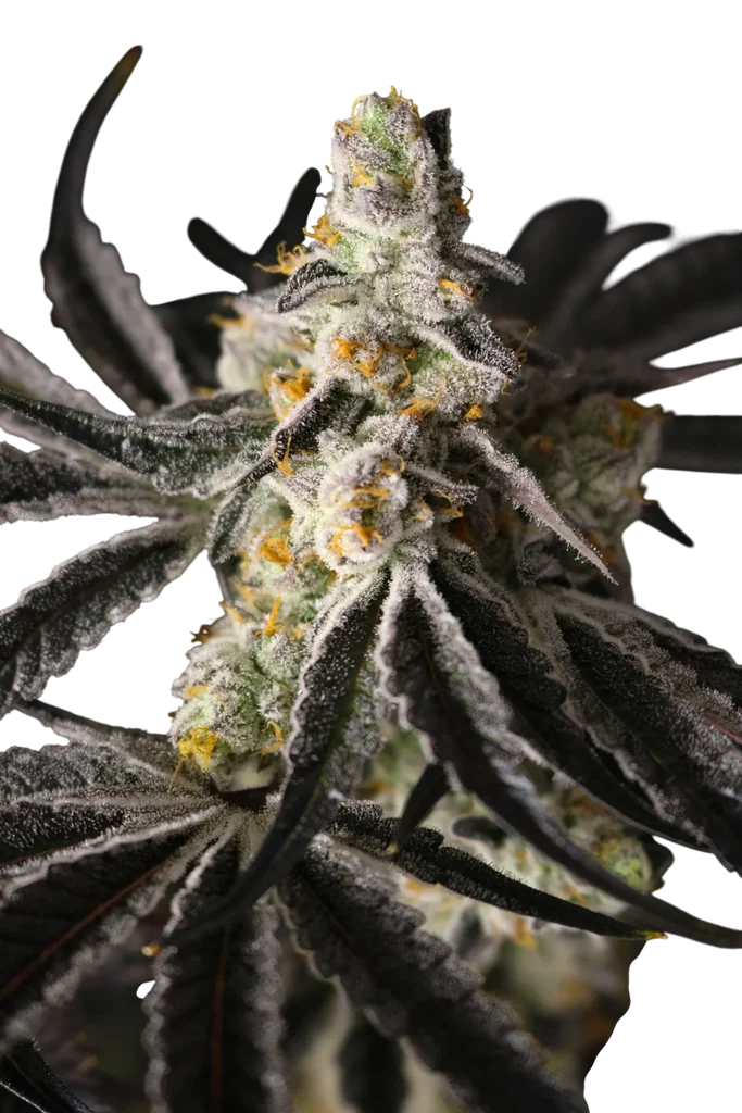 Funky Fuego – Produktansicht