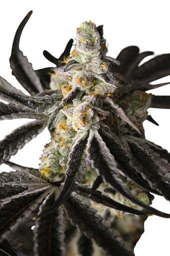 Funky Fuego