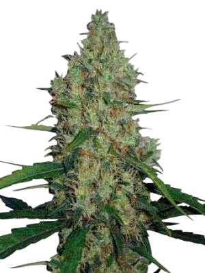 G13 Haze