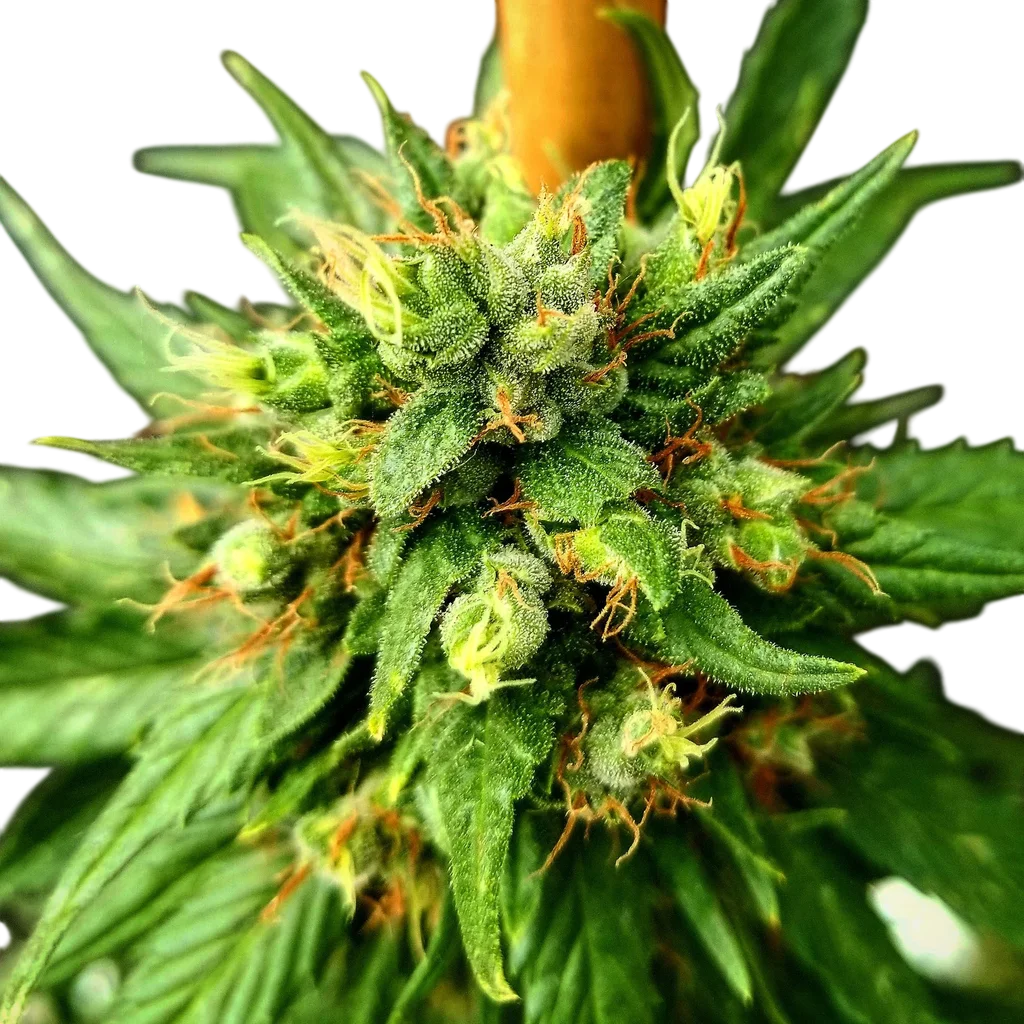 G13 Skunk – Produktansicht
