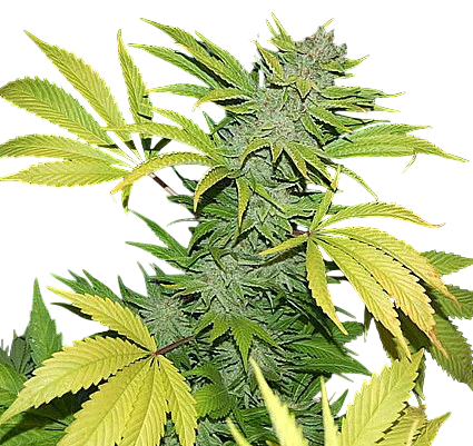 G13 Skunk