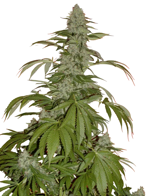G13 Widow – Produktansicht