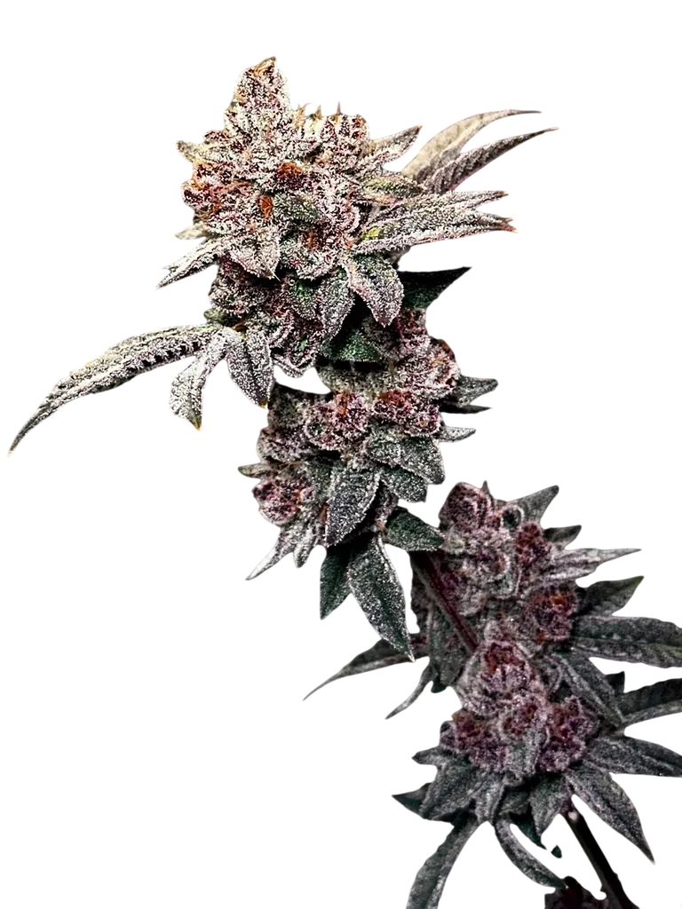 Gary & Gas | PHOTOFEM | TerpyZ Mutant Genetics