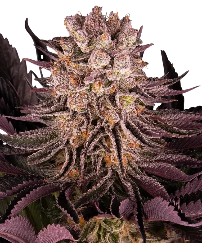 Mimosa x Orange Punch – Produktansicht