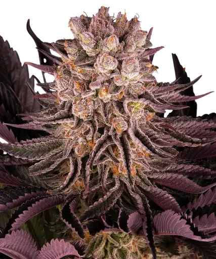 Mimosa x Orange Punch