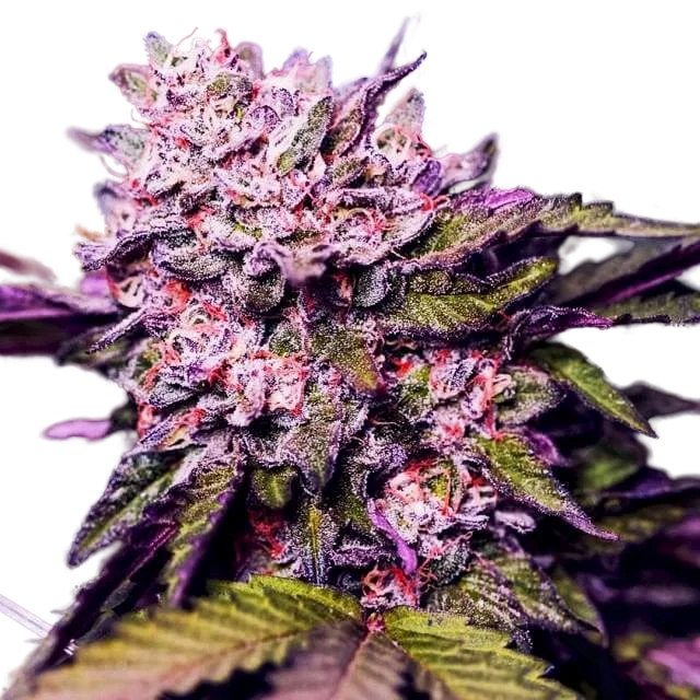 Gelato – Produktansicht
