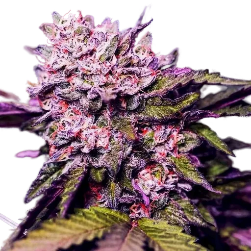 Gelato